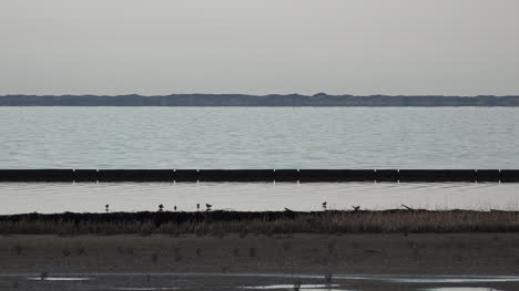 Germany-birds-by-Wadden-Sea-at-high-tide