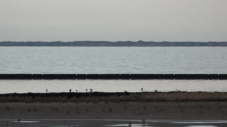 Deutschland-Vögel-Am-Wattenmeer-Bei-Flut