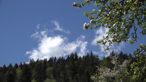 Deutschland-Wolken--Und-Obstbaumblüten-Blossom