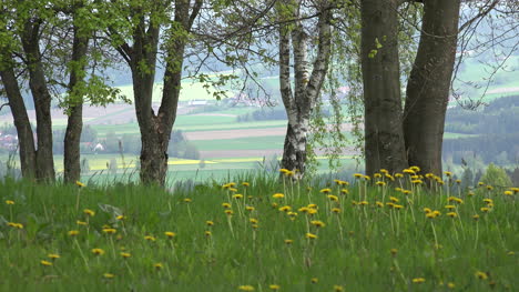 Germany-dandelions-and-view