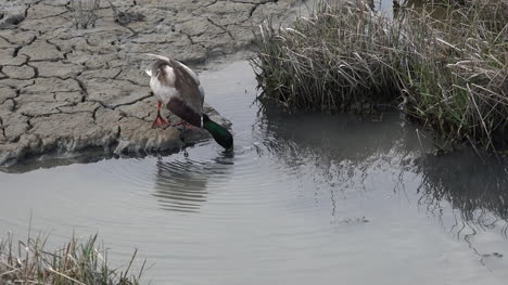 Germany-duck-gets-off-mud-flat-and-swims-away-in-Wadden-Sea