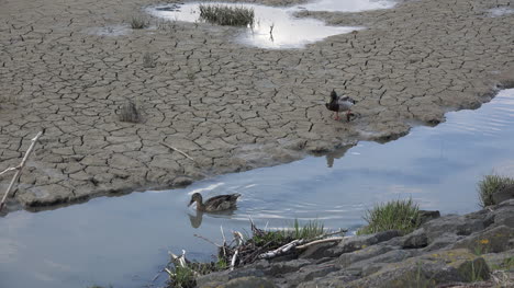 Germany-ducks-on-mud-flat-at-mid-tide-on-the-Wadden-Sea