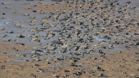 Germany-footprints-left-in-mud