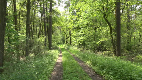 Deutschlandweg-Im-Sonnigen-Wald