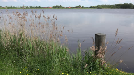 Germany-pretty-lake-with-tall-grass