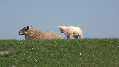 Germany-sheep-and-lamb-on-top-of-dike