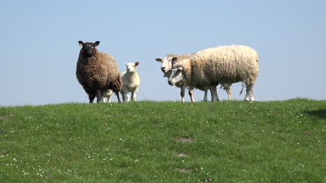 Deutschland-Schafe-Auf-Deich