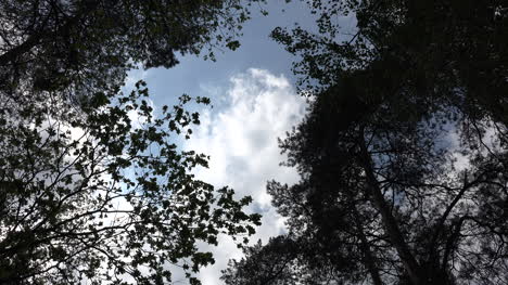 Germany-trees-frame-view-of-cloud-time-lapse