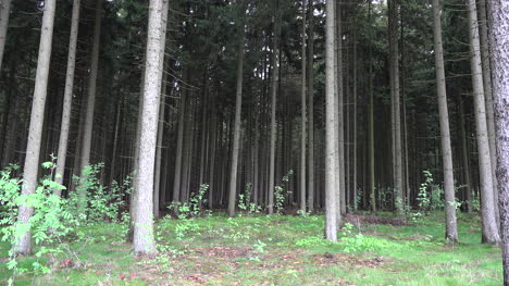 Germany-view-of-a-planted-forest