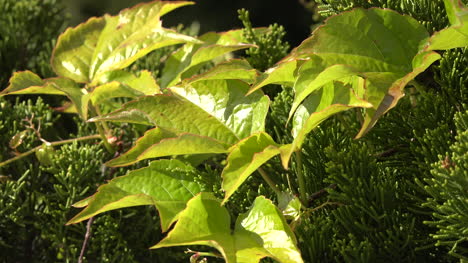 Green-leaves-in-breeze