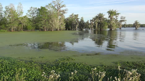 Louisiana-Sumpf-Mit-Zypresse-Und-Fließendem-Wasser