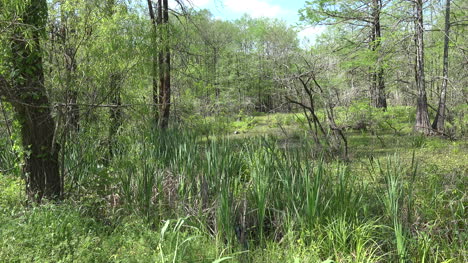 Louisiana-Martin-swamp-with-cypress-trees-and-reeds