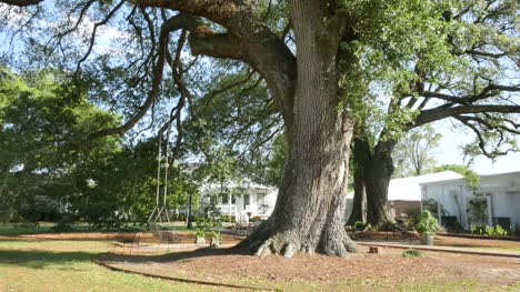 Louisiana-Nottaway-Plantation-oak-tree