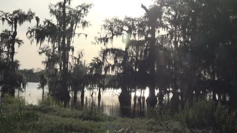 Louisiana-cypress-trees-and-sun-on-water