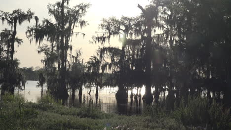 Cipreses-De-Louisiana-Y-Sol-Sobre-El-Agua