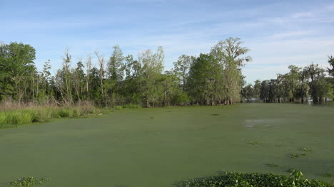 Louisiana-Wasserlinsen-Bedeckt-Sumpfwasser