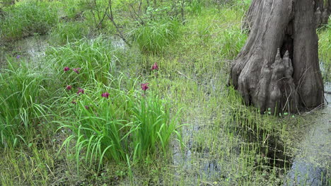 Louisiana-iris-and-tree-trunk-in-swamp