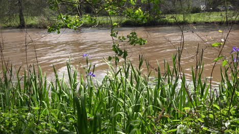 Louisiana-iris-by-bayou-water-zoom-in
