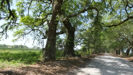 Louisiana-Eiche-Und-Pinienallee-Sonne-Zum-Schattenpfanne