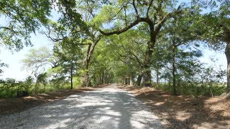 Louisiana-oak-and-pine-alley-with-shadows