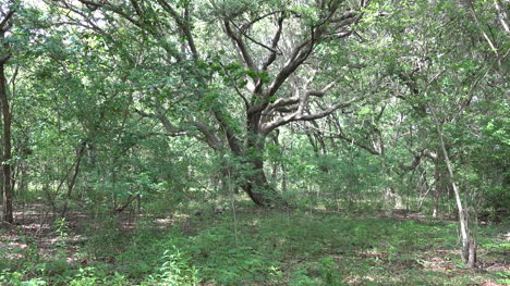 Louisiana-oak-tree-in-woods-pan-left