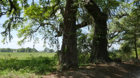 Louisiana-Eichen-Und-Zuckerrohrfelder