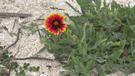 Louisiana-orange-and-yellow-beach-flower