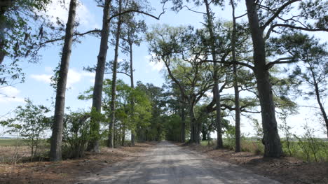 Louisiana-Kiefern-Entlang-Der-Eichen--Und-Kiefernallee