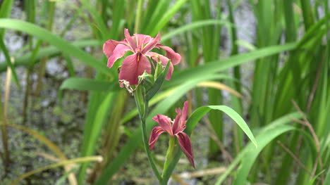 Louisiana-pink-iris-in-swamp