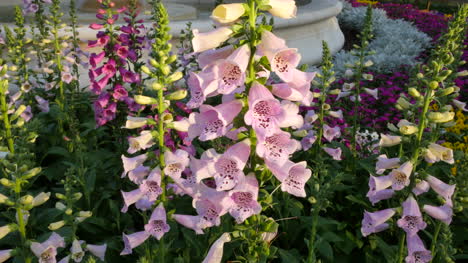 Louisiana-pink-snapdragon