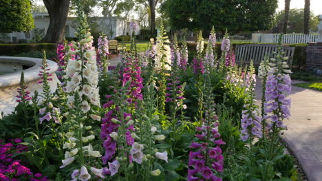 Louisiana-snapdragon-flowers-in-a-garden