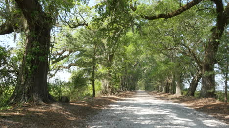 Louisiana-sun-on-oak-and-pine-alley