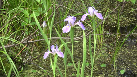 Louisiana-Sumpfiris-Verkleinern