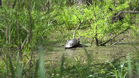 Louisiana-turtle-in-swamp-zoom-out