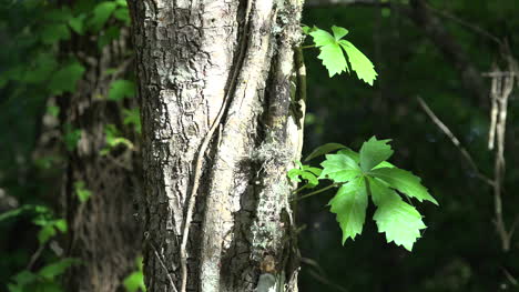 Louisiana-Dos-Hojas-De-Una-Vid-Trepando-Un-árbol