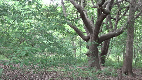 Vista-Del-Bosque-De-Luisiana-Con-árboles-Viejos-Sartenes-Derecha