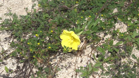 Louisiana-yellow-beach-flower