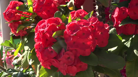 Mexiko-Huatulco-Rote-Blumen