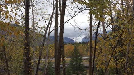 Montana-Aspen-Troncos-De-árboles-En-Clima-Húmedo-Acercar