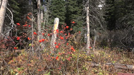 Montana-red-berries-in-woods