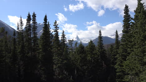 Montana-Blick-Auf-Ein-Horn-Jenseits-Von-Bäumen