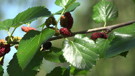 Maulbeerbaum-Mit-Früchten