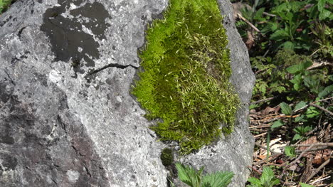 Naturmoos-Und-Flechten-Auf-Felsen