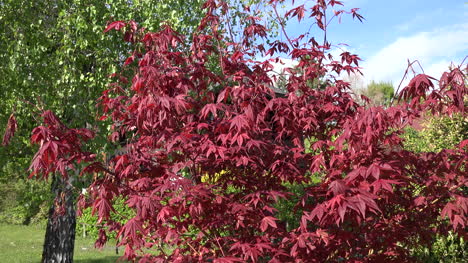 Nature-red-leaves-in-sun-zoom-in