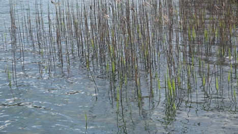 Nature-reeds-in-lake-water