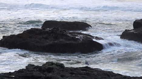 Pájaro-De-Oregon-En-Roca-Por-Mar