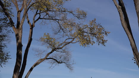 Oregon-cottonwood-tree-branch-and-blue-sky