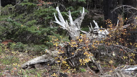 Oregon-downed-tree-root-in-fall