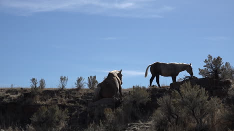 Caballos-De-Oregon-Contra-El-Cielo