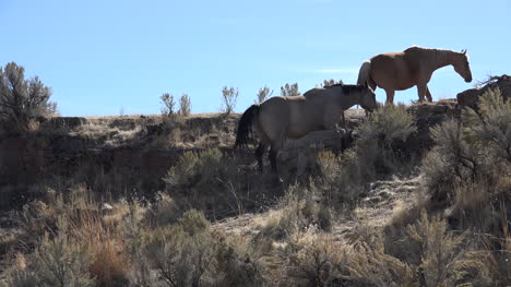 Los-Caballos-De-Oregon-Pasan-Por-Encima-De-La-Cresta-De-La-Colina